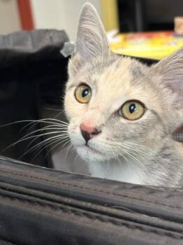Domestic Short Hair Cats Available for Adoption in Memphis, Tennessee - Summer | PetCurious