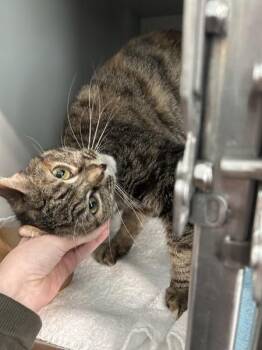 Waffle Cone -  Domestic Short Hair Cat for Adoption - Waffle Cone | PetCurious