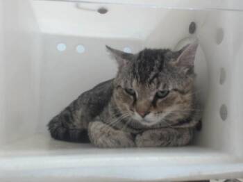 Domestic Short Hair Cats Available for Adoption in Orlando, Florida - A595834 | PetCurious
