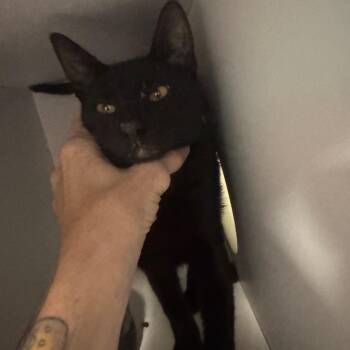 Thomas -  Domestic Short Hair Cat for Adoption in Lake Jackson, Texas - Thomas | PetCurious