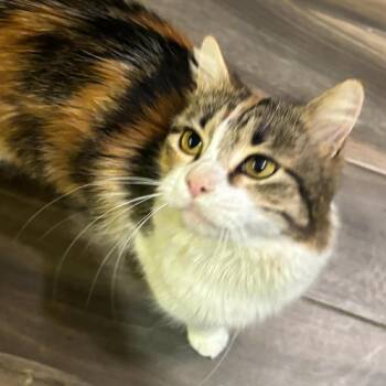 Calico Cats Available for Adoption - Jewel | PetCurious