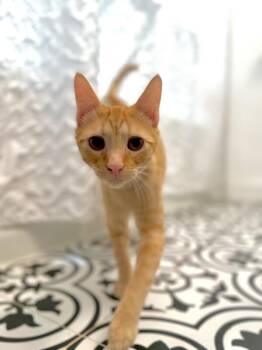 Ranger Roo -  Tabby and Domestic Short Hair Cat for Adoption in Friendswood, Texas - Ranger Roo | PetCurious