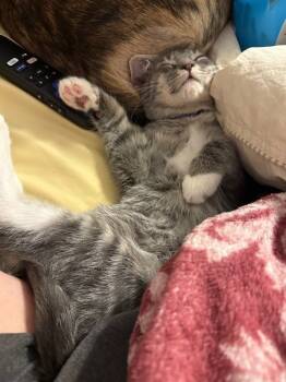 Rescue Domestic Short Hair Cats for Adoption in Parkville, Maryland - Water | PetCurious