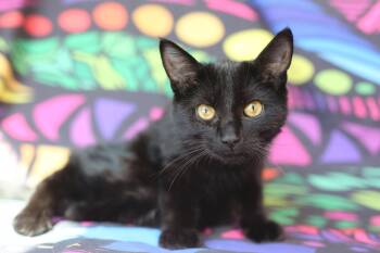 Domestic Short Hair Cats Available for Adoption in New Prague, Minnesota - Muu (congenitally Waddles) | PetCurious