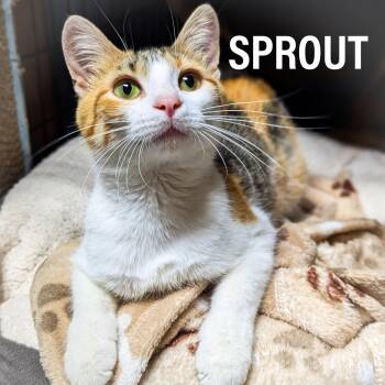 Domestic Short Hair and Calico Cats Available for Adoption in Griffith, Indiana - SPROUT | PetCurious