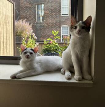 Rescue Domestic Short Hair and Tabby Cats for Adoption in Tuscaloosa, Alabama - Dexter - In The New England Area With Brother Dean | PetCurious