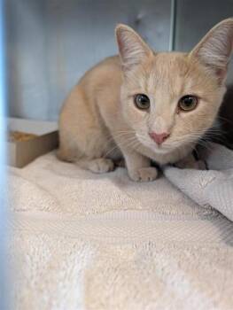 Durango -  Domestic Short Hair Cat for Adoption in El Paso, Texas - Durango | PetCurious