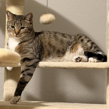 Tigre -  Domestic Short Hair Cat for Adoption in Midland, Texas - Tigre | PetCurious