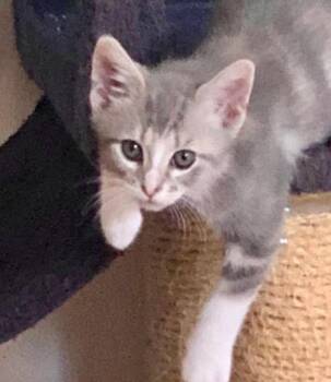 Silver -  Domestic Short Hair Cat for Adoption in Columbia, Illinois - Silver | PetCurious