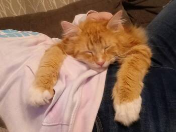 JJ - Julien -  Domestic Long Hair Cat for Adoption in Battle Ground, Washington - JJ - Julien | PetCurious