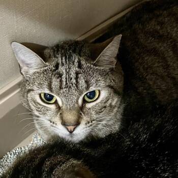 Wobbles -  Domestic Short Hair Cat for Adoption in Fairmont, West Virginia - Wobbles | PetCurious