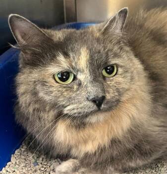 Cleo -  Domestic Medium Hair Cat for Adoption in Golden, Colorado - Cleo | PetCurious