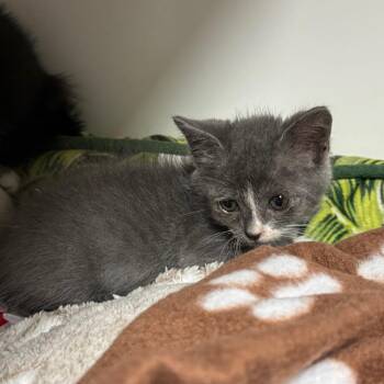 Domestic Short Hair Cats Available for Adoption in San Antonio, Texas - Habanero | PetCurious