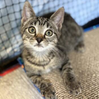 Thumper -  Domestic Short Hair Cat for Adoption in Ridgely, Maryland - Thumper | PetCurious