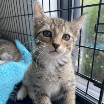 Gmail -  Domestic Short Hair Cat for Adoption in Riverwoods, Illinois - Gmail | PetCurious