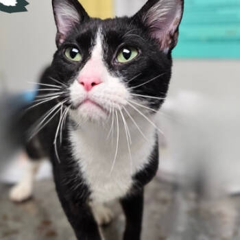 Rescue Domestic Short Hair Cats for Adoption in Concord, North Carolina - Flint | PetCurious