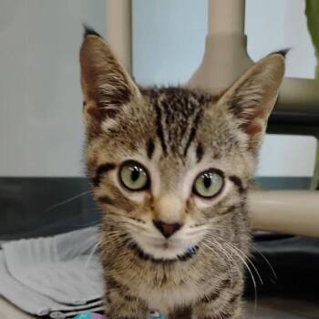 Jazz -  Domestic Short Hair Cat for Adoption in Fairport, New York - Jazz | PetCurious