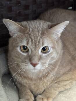 Domestic Short Hair Cats Available for Adoption in Chicago, Illinois - Gravy | PetCurious