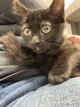 DAPHNE -  Domestic Short Hair Cat for Adoption in Stockton, California - DAPHNE | PetCurious