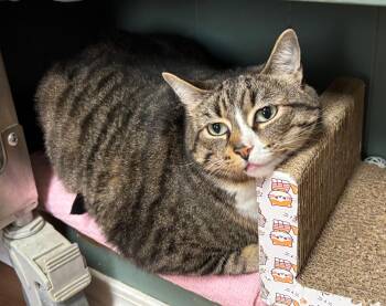 Rescue Tabby Cats for Adoption in Raymond, Washington - Stella | PetCurious