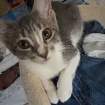 Spring Rolls -  Domestic Short Hair Cat for Adoption in Westminster, California - Spring Rolls | PetCurious