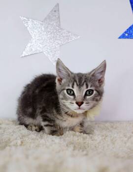 Tia Maria -  Domestic Short Hair Cat for Adoption in Ashland, Kentucky - Tia Maria | PetCurious