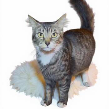 Emmie -  Domestic Medium Hair Cat for Adoption in Los Angeles, California - Emmie | PetCurious
