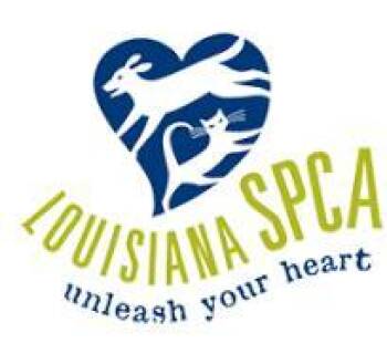 Domestic Short Hair Cats Available for Adoption - Rayo | PetCurious