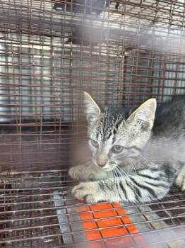 A657729 -  Domestic Short Hair Cat for Adoption in Houston, Texas - A657729 | PetCurious