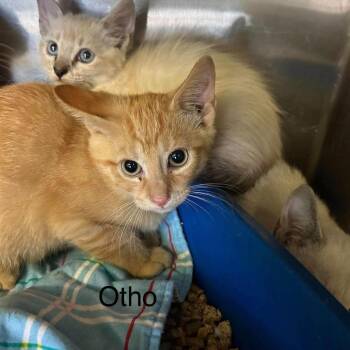 otho -  Domestic Short Hair Cat for Adoption in Madill, Oklahoma - Otho | PetCurious