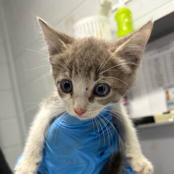 Ruby -  Domestic Short Hair Cat for Adoption in Summerville, South Carolina - Ruby | PetCurious