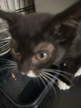 Manzanita -  Domestic Short Hair Cat for Adoption in Lincoln, California - Manzanita | PetCurious