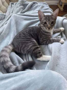 Rescue Domestic Medium Hair Cats for Adoption in Warner Robins, Georgia - Pugsley | PetCurious