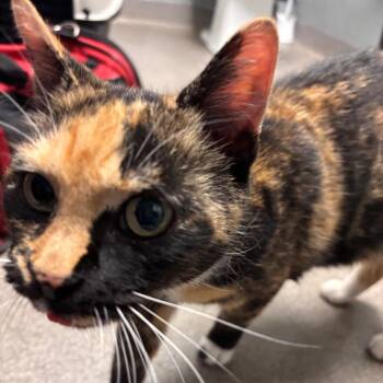 Whiskerella -  Domestic Short Hair Cat for Adoption in Allentown, Pennsylvania - Whiskerella | PetCurious