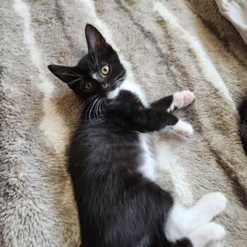 Rescue Domestic Short Hair Cats for Adoption in Visalia, California - Buttercup | PetCurious