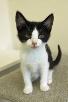 Rescue Domestic Short Hair Cats for Adoption in Urbana, Ohio - Emmet | PetCurious