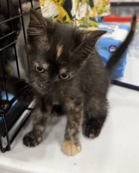 Gracie -  Tortoiseshell Cat for Adoption in Bridgeton, North Carolina - Gracie | PetCurious