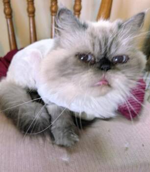SHAY -  Himalayan Cat for Adoption in Kenosha, Wisconsin - SHAY | PetCurious
