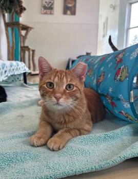 Rescue Domestic Short Hair Cats for Adoption in Chicago, Illinois - Turmeric | PetCurious