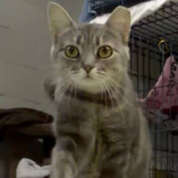 Rizzo -  Domestic Short Hair Cat Available for Adoption in Etna, Pennsylvania - Rizzo | PetCurious