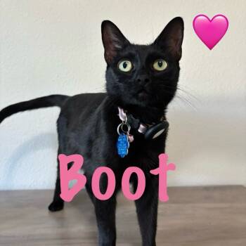 Rescue Domestic Short Hair Cats for Adoption in San Antonio, Texas - Boots | PetCurious