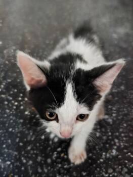 Domestic Short Hair Cats Available for Adoption - Pixel (aka Pixie) | PetCurious