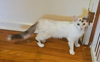 Taffeta -  Domestic Medium Hair Cat for Adoption in Warner Robins, Georgia - Taffeta | PetCurious
