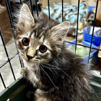 Stormy -  Domestic Medium Hair Cat for Adoption in Moses Lake, Washington - Stormy | PetCurious