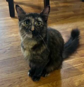 Rescue Tortoiseshell Cats for Adoption in West Warwick, Rhode Island - Xena | PetCurious