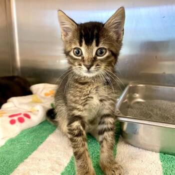 AMBROSE -  Domestic Short Hair Cat for Adoption in Tallahassee, Florida - AMBROSE | PetCurious