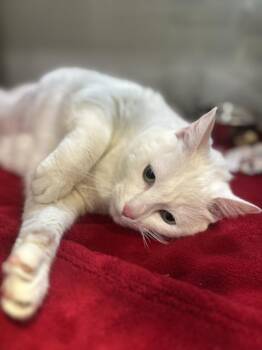 Celcillia -  Domestic Short Hair Cat for Adoption in Jackson, Michigan - Celcillia | PetCurious
