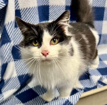 Domestic Medium Hair Cats Available for Adoption - Jazz | PetCurious