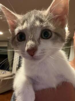 COCO -  Domestic Short Hair Cat for Adoption in Peoria, Illinois - COCO | PetCurious