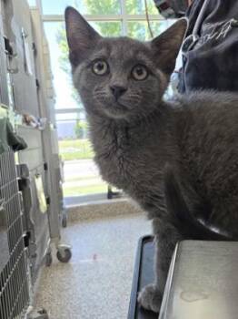 Domestic Short Hair Cats Available for Adoption in Westland, Michigan - Tiberius | PetCurious